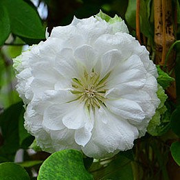 Клематис гибридный Дачесс Оф Эдинберг (в тубе)